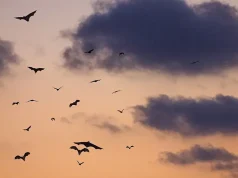 This Halloween, Meet the Real Stars of the Night: Trinidad’s 7 Million Bats
