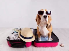 Traveling With Pets: Simple Tips to Make Trips Stress Free