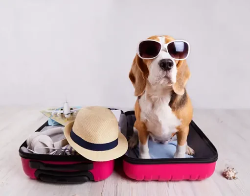 Traveling With Pets: Simple Tips to Make Trips Stress Free