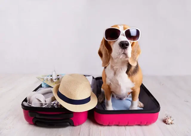 beagle-dog-sits-open-suitcase copy