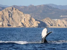Whale Watching Los Gigantes: Where Tenerife’s Dramatic Cliffs Collide with the Atlantic’s Giants