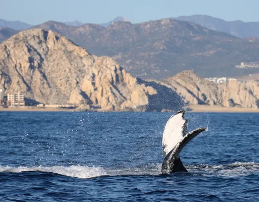 Whale Watching Los Gigantes: Where Tenerife’s Dramatic Cliffs Collide with the Atlantic’s Giants