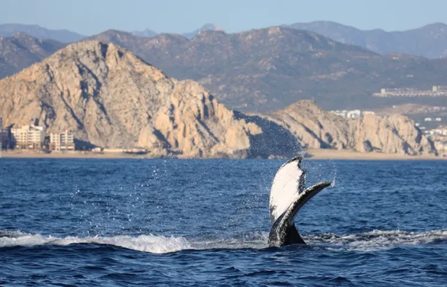 beautiful-whale-tail-blue-body-water-with-mountain copy