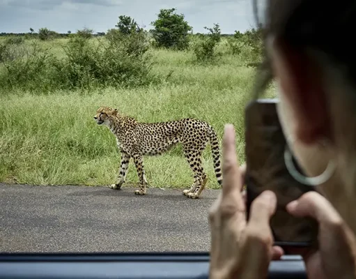 Kruger National Park in High Demand as Safari Travel Booms