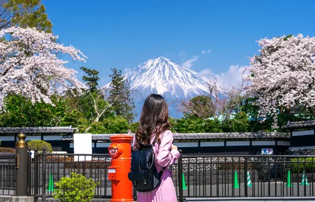 tourist-looking-fuji-mountain-cherry-blossom-spring-fujinomiya-japan copy