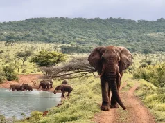 Five Experiences Found Only at Jumeirah Thanda Safari