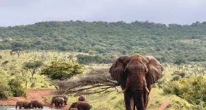 Five Experiences Found Only at Jumeirah Thanda Safari