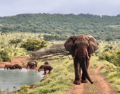 Five Experiences Found Only at Jumeirah Thanda Safari