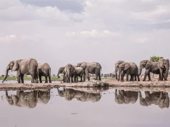 Wilderness Partners With LOVE BRAND & Co.To Launch Exclusive Swim Shorts