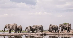 Wilderness Partners With LOVE BRAND & Co.To Launch Exclusive Swim Shorts