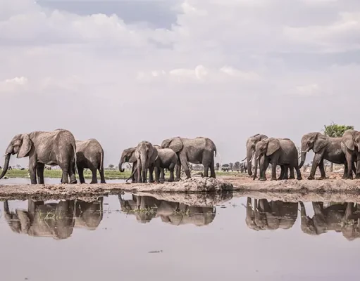 Wilderness Partners With LOVE BRAND & Co.To Launch Exclusive Swim Shorts