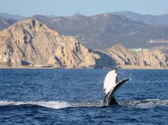 The Ultimate Travel Guide to Baja California in Mexico