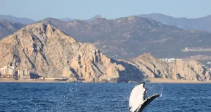 The Ultimate Travel Guide to Baja California in Mexico