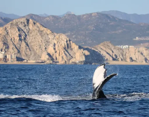 The Ultimate Travel Guide to Baja California in Mexico