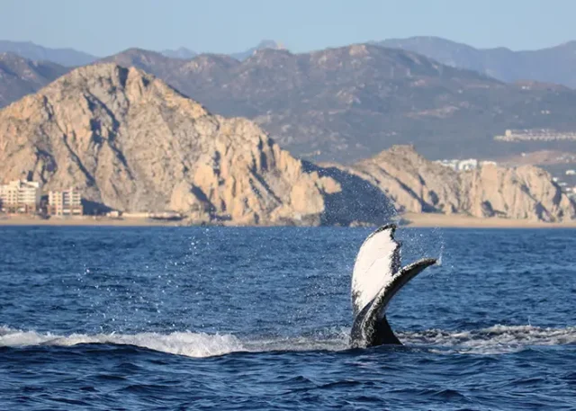 beautiful-whale-tail-blue-body-water-with-mountain copy