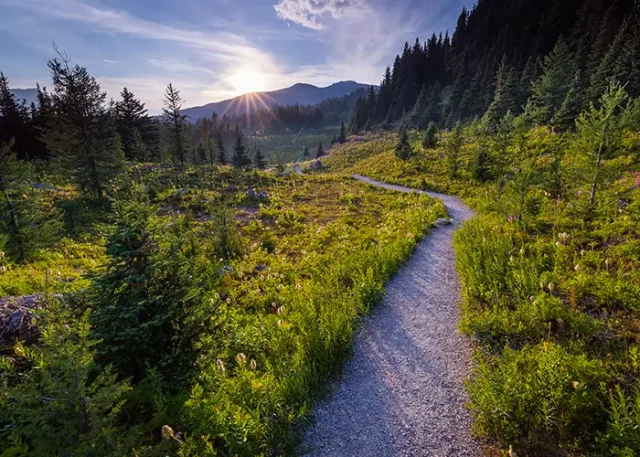 flowers-in-sunshine-meadows-2025-10-13-12-45-40-utc copy