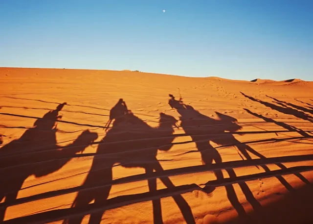 shadows-camels-sahara-desert-merzouga copy