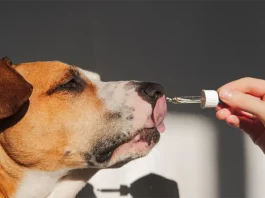 The Best Joint Supplements for Dogs in 2025: Supporting Your Pet’s Mobility for Luxury Adventures