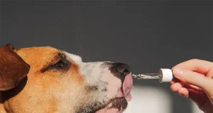 The Best Joint Supplements for Dogs in 2025: Supporting Your Pet’s Mobility for Luxury Adventures