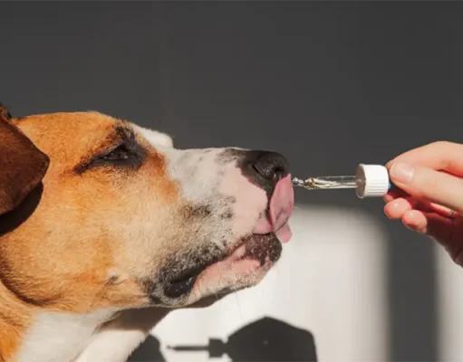 The Best Joint Supplements for Dogs in 2025: Supporting Your Pet’s Mobility for Luxury Adventures