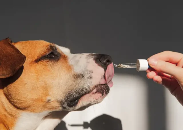 Photo by Valeriia Boiko from canva copy