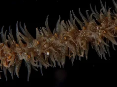 Diverse Marine Life Joins Great Barrier Reef Spectacle