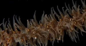 Diverse Marine Life Joins Great Barrier Reef Spectacle