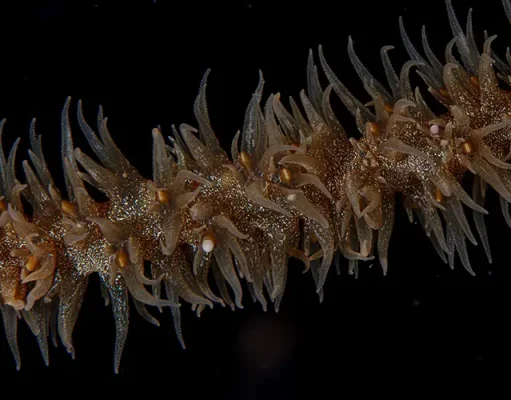 Diverse Marine Life Joins Great Barrier Reef Spectacle