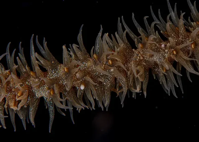 Tourism-and-Events-Queensland_Coral_Spawn_2025_Moore_Reef_22 copy