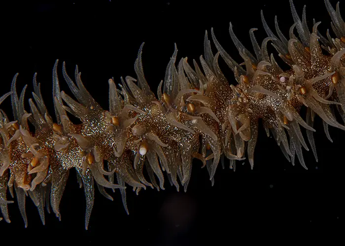 Tourism-and-Events-Queensland_Coral_Spawn_2025_Moore_Reef_22 copy