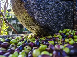Türkiye’s Iconic Olive Harvest: A Seasonal Celebration Not to be Missed