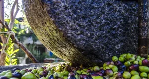 Türkiye’s Iconic Olive Harvest: A Seasonal Celebration Not to be Missed