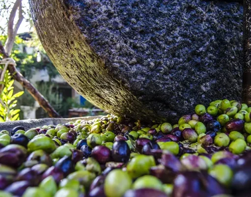 Türkiye’s Iconic Olive Harvest: A Seasonal Celebration Not to be Missed