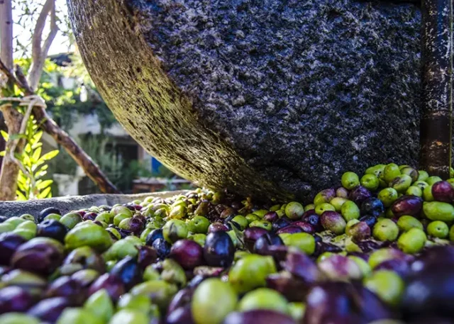 Zeytinyağı Süreci copy