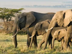 How to Experience Africa’s Wildlife Without Overspending