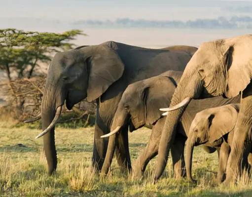 How to Experience Africa’s Wildlife Without Overspending