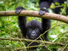 NEW Rwanda Ecotour: Gorillas, Chimps & National Parks