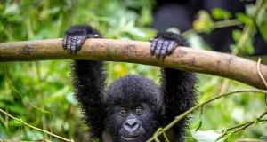 NEW Rwanda Ecotour: Gorillas, Chimps & National Parks