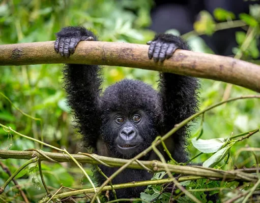 NEW Rwanda Ecotour: Gorillas, Chimps & National Parks