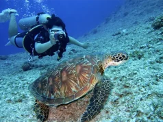 Anguilla After Dark: Join a Sea Turtle Patrol This Fall