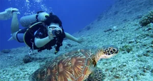 Anguilla After Dark: Join a Sea Turtle Patrol This Fall