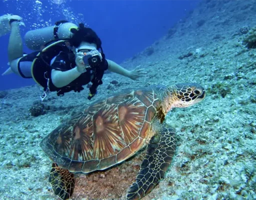Anguilla After Dark: Join a Sea Turtle Patrol This Fall