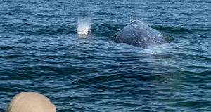 Maui Whale Watch: 7 Things Captains Listen For