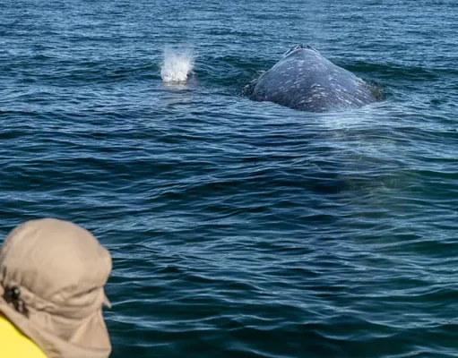 Maui Whale Watch: 7 Things Captains Listen For