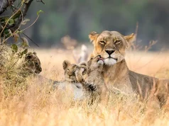 Wildlife of Masai Mara and the Great Migration Story in One Land