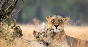 Wildlife of Masai Mara and the Great Migration Story in One Land