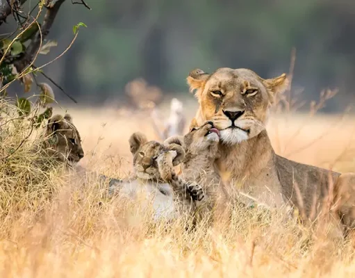 Wildlife of Masai Mara and the Great Migration Story in One Land