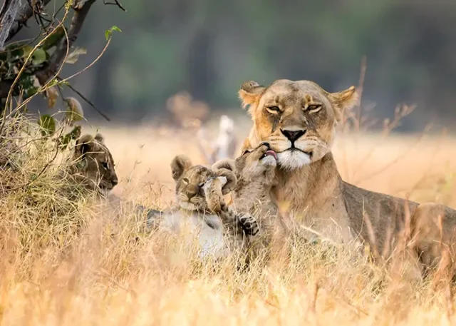 lioness-with-cubs-resting-by-plants-land copy