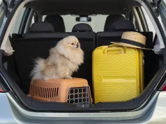 Creating a Stress-Free Itinerary for Traveling With Pets