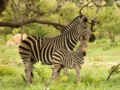 Discover the Wildlife of the Gambia